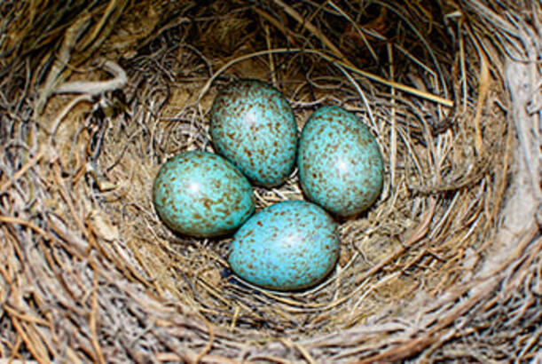 Belaruslulara quş yuvalarını dağıtmaq qadağandır...