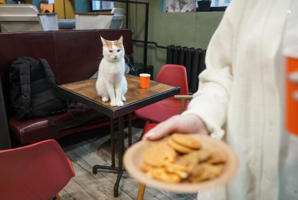Nə badə pişiyinizə bu yeməkləri verəsiniz a...?