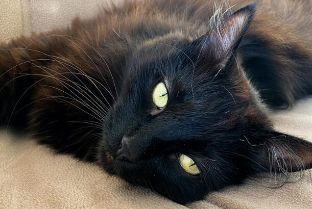 “Niyə pişikləri yatarkən oyatmamalısınız..?”