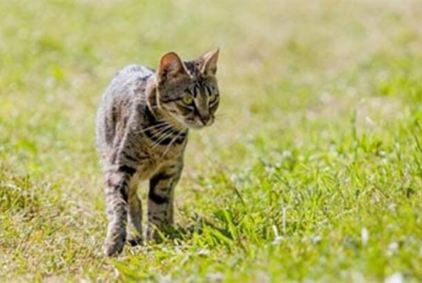 Pişiklərin ayaqları üzərinə enmə qabiliyyətinin sirri aşkar edilib...