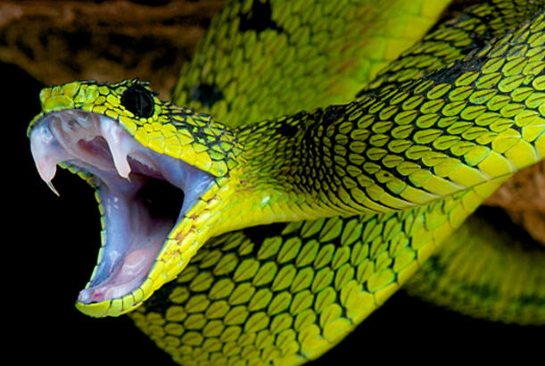 İlanlar insanlar üçün təhlükəlidirmi?