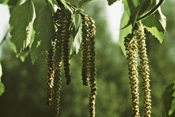 Allergiya diaqnostikası üçün ən əlçatan metod müəyyən edilib...