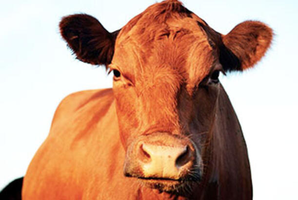 Rusiyada “inək iğtişaşları” baş qaldırır..?