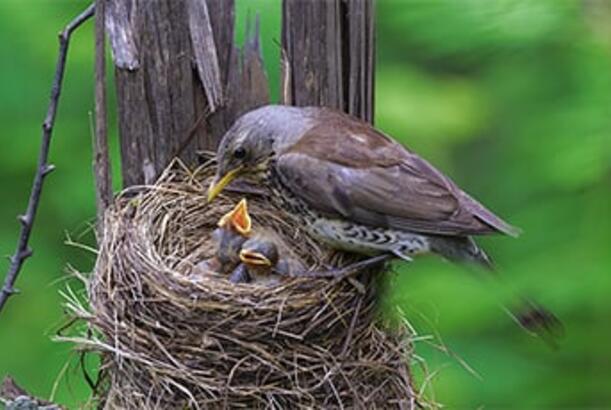 Quşlar niyə siqaret kötüklərini yuvalarına sürükləyirlər?