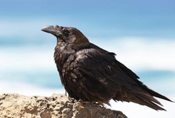 Alimlər: “Qarğalar strateq və dahidir...”