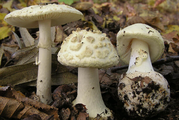 Tərtər sakini göbələkdən zəhərlənib