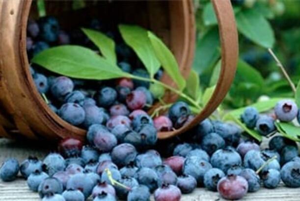 Alimlər niyə qaragilə yeməyin lazım olduğunu izah etdilər...