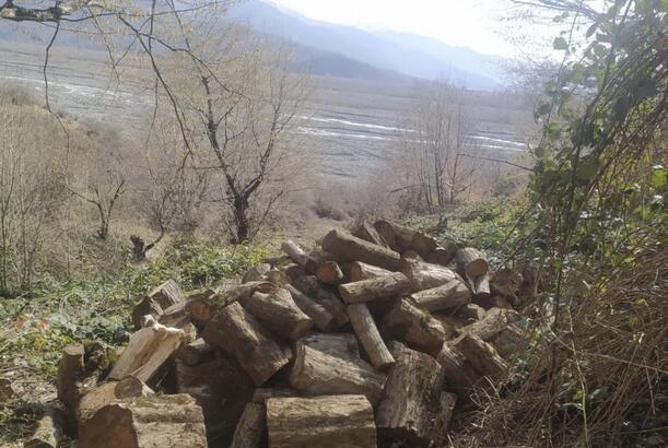 Oğuzda ağacların kəsilməsinə görə cinayət işi açılıb