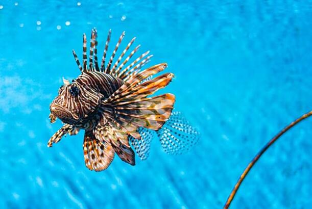 Nə üçün təbiəti mühafizəçilər zəhərli heyvanları yeməyi təşviq edirlər?