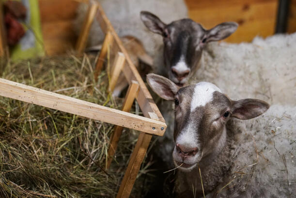 Orijinalla eynidirmi? Məməliləri dəfələrlə klonlaşdırmaq niyə mənasızdır?