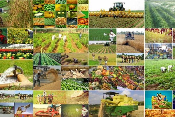 “Bazarlarda bolluq olsa da, alıcı qıtlığı qiymətlərə təsir göstərir” - EKSPERT DANIŞDI