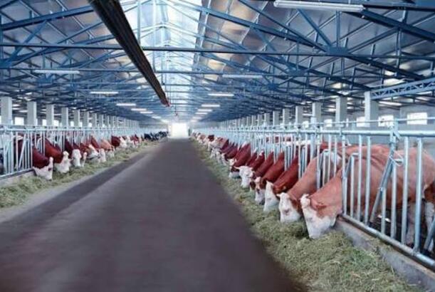 “İri və xırdabuynuzlu heyvanlar azalsa da, istehsal artır” - EKSPERT DANIŞDI