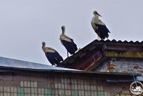 “Bu, Çernobıl üçün əsl sensasiyadır...”