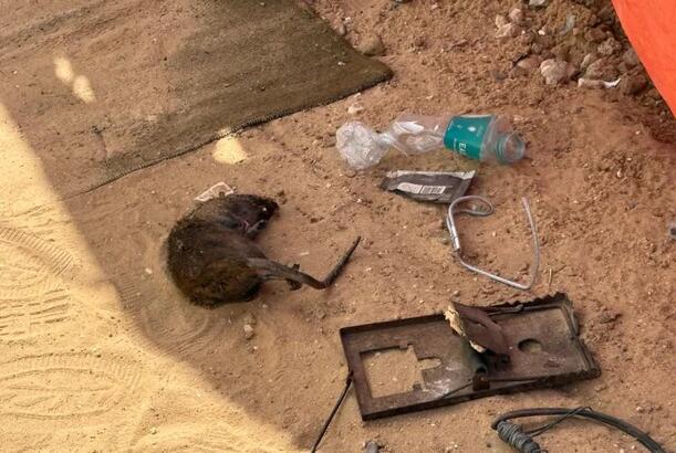 Qəzzaya  siçovul  basqını...