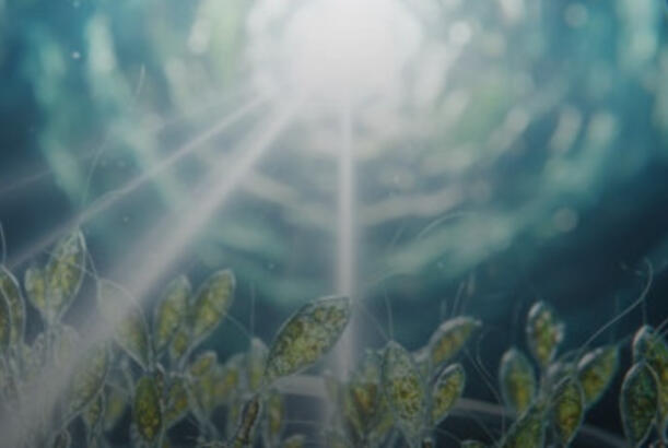 Heyvan hüceyrələrinə işıqla “qidalanmaq” öyrədilib...