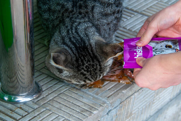 Pişiyə yazığın gəlir, amma özünə yox..?