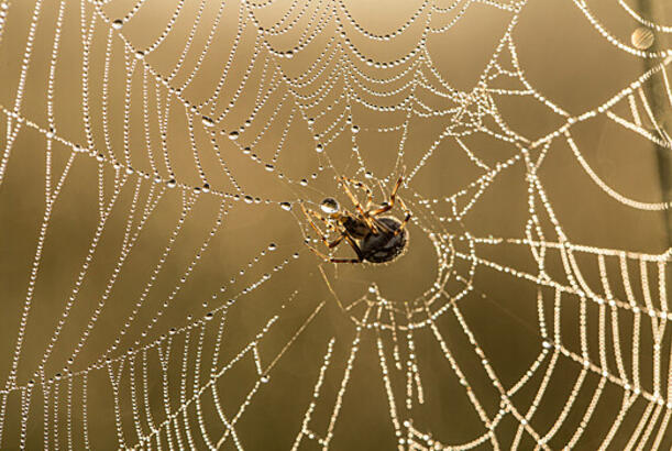 Britaniyada ən təhlükəli hörümçəyin dişləmələri artıb...