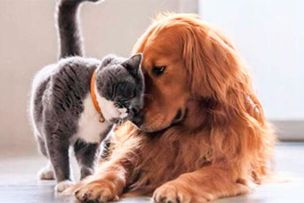 İtlər və pişiklər Ukraynaya müharibəyə dözməyə necə kömək edirlər..?