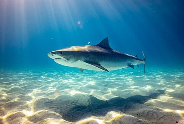 Alimlər Havayda köpəkbalıqları haqqında dəhşətli xurafatı təsdiqləyirlər...