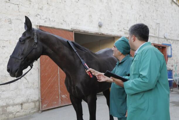 Azərbaycanda at xəstəlikləri üzrə epizootoloji monitorinqlər keçiriləcək