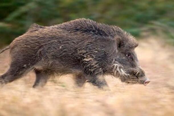 Almaniyada bir ildə təxminən üç min radioaktiv vəhşi qaban aşkar edilib...