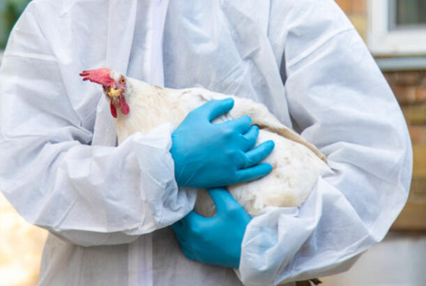Quş qripi xəstəliyinə qarşı növbəti epizootoloji monitorinq aparılacaq