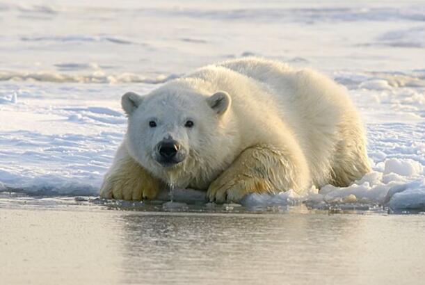 Ağ ayılar buz olmadan necə yaşamağı öyrənirlər?