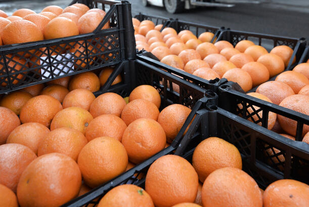 Təhlükəli meyvə: Qreyfrut ciddi təhlükə yarada bilər...