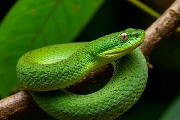 Myanmada yeni bir çuxur ilanı növü kəşf edilib...