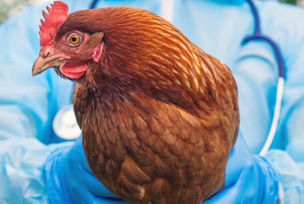 Quş qripi xəstəliyinə qarşı keçirilmiş epizootoloji monitorinqin nəticələri açıqlanıb