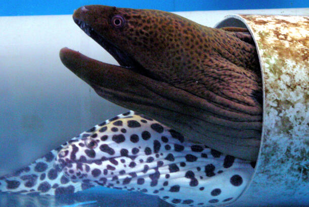 Niyə barrakudalar köpəkbalıqlarından daha təhlükəlidir...