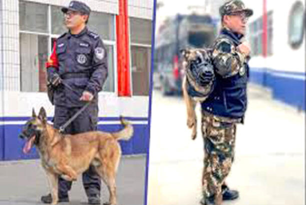 Çin öz polis itlərinin çatışmazlığı ilə üzləşir...