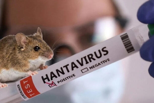 Risk qrupları: Hantavirus üçün xüsusilə təhlükəli olanlar...