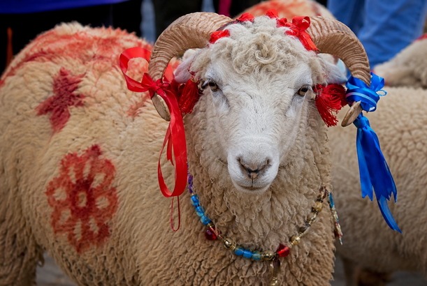 Qurbanlıq heyvanı bəzəmək məqbuldur? - ARAŞDIRMA