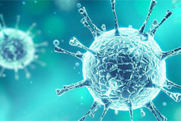Hantavirus Hollandiyaya da çatdı...