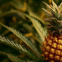 İmmunitet və ürək sağlamlığı üçün: ananas yeməyin faydaları...