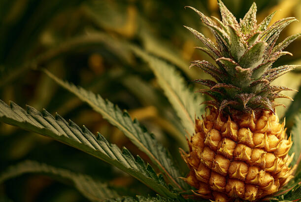 İmmunitet və ürək sağlamlığı üçün: ananas yeməyin faydaları...