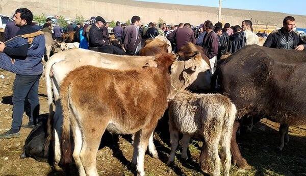 Bakıda yeni heyvan bazarı fəaliyyətə başladı