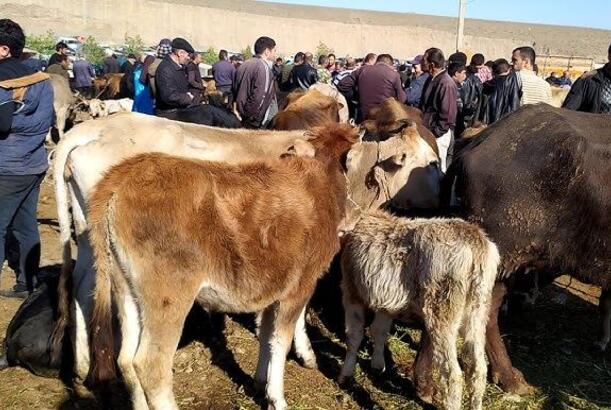 Bakıda yeni heyvan bazarı fəaliyyətə başladı
