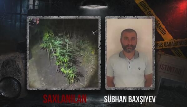Ağsuda dağlıq ərazidə çətənə kolu yetişdirən şəxs saxlanılıb