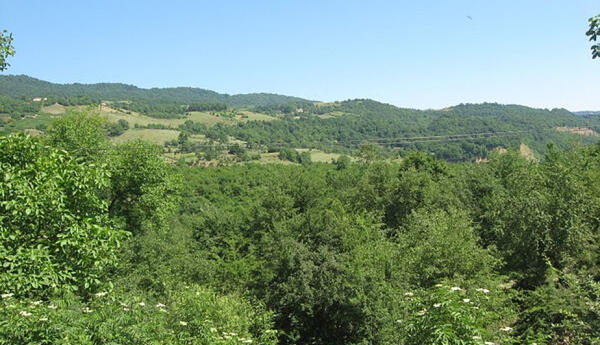 Azərbaycanın flora və bitkiliyinin genezisi dəqiqləşdirilib