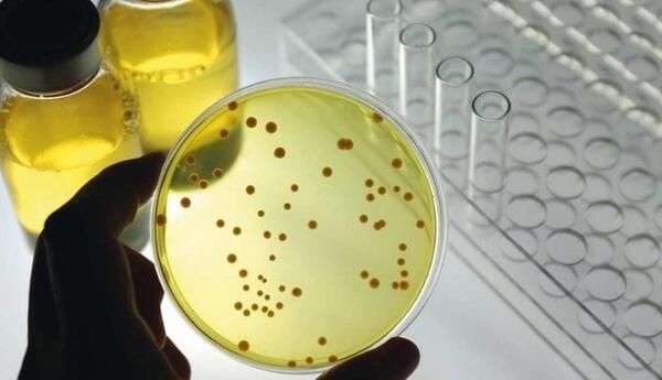 Alimlər laboratoriya şəraitində süni hüceyrə yaradıblar