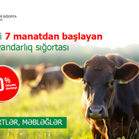 Yarısını dövlət ödəyir - mal-qara sığortası neçəyə başa gəlir?
