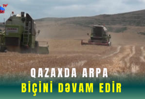 Qazaxda arpa biçini dəvam edir