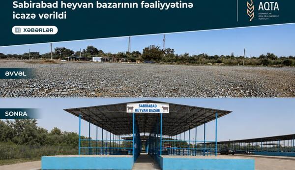 Sabirabadda heyvan satışı bazarı fəaliyyətə başlayıb <span class="red">- FOTOLAR </span>