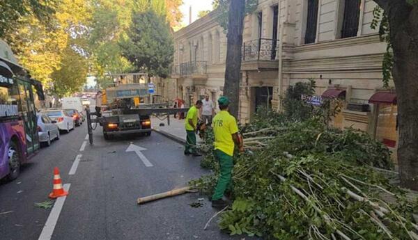 Külək nəticəsində Bakıda 15 ağac sınıb, 20 ağacın budaqları qırılıb