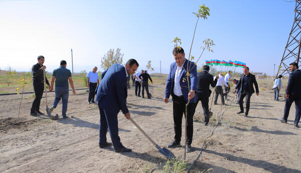Naxçıvan şəhərində ağacəkmə aksiyası təşkil edilib
