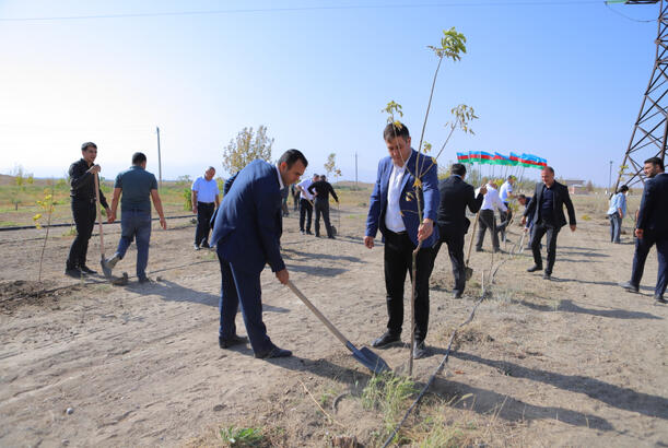 Naxçıvan şəhərində ağacəkmə aksiyası təşkil edilib