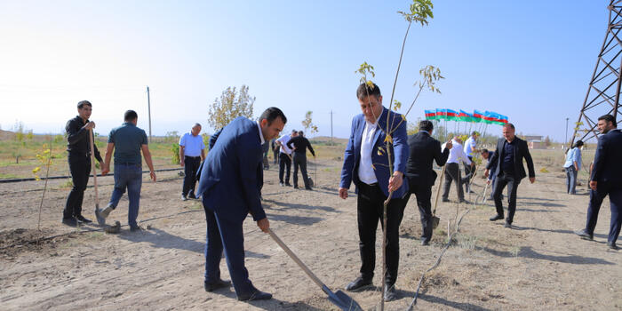 Naxçıvan şəhərində ağacəkmə aksiyası təşkil edilib