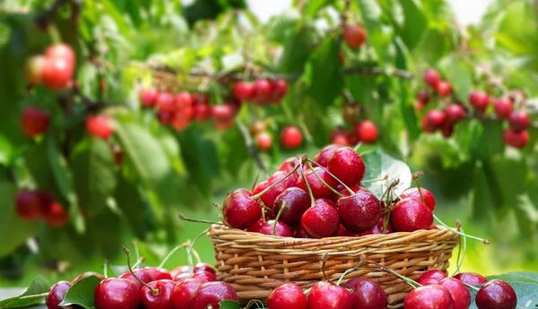 Azərbaycan Avstraliyadan albalı və gilas idxalını bərpa edib